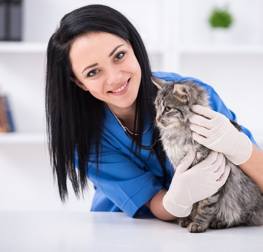 Veterinarian and Cat Veterinarian and Cat